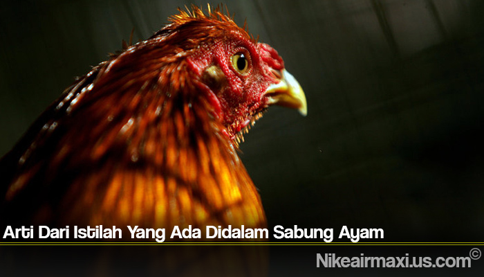 Arti Dari Istilah Yang Ada Didalam Sabung Ayam